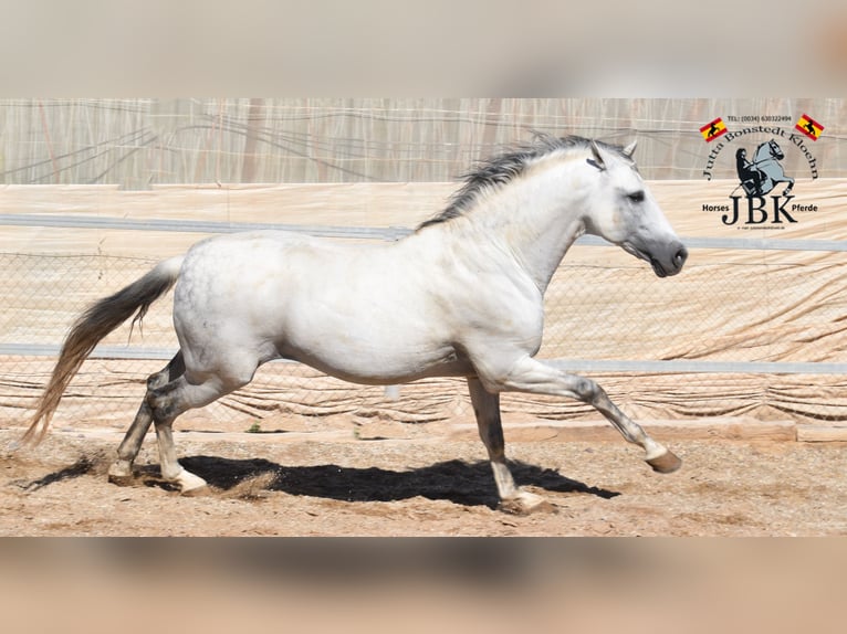 PRE Hengst 10 Jaar 166 cm Schimmel in Tabernas Almeria