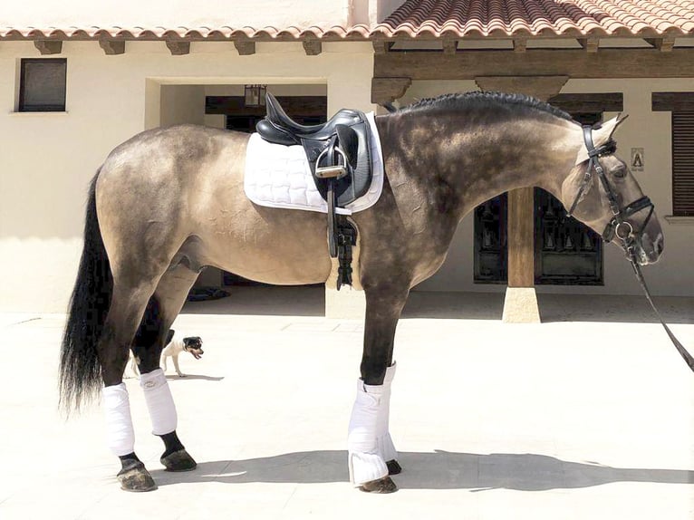 PRE Mix Hengst 10 Jaar 167 cm Buckskin in NAVAS DEL MADRONO