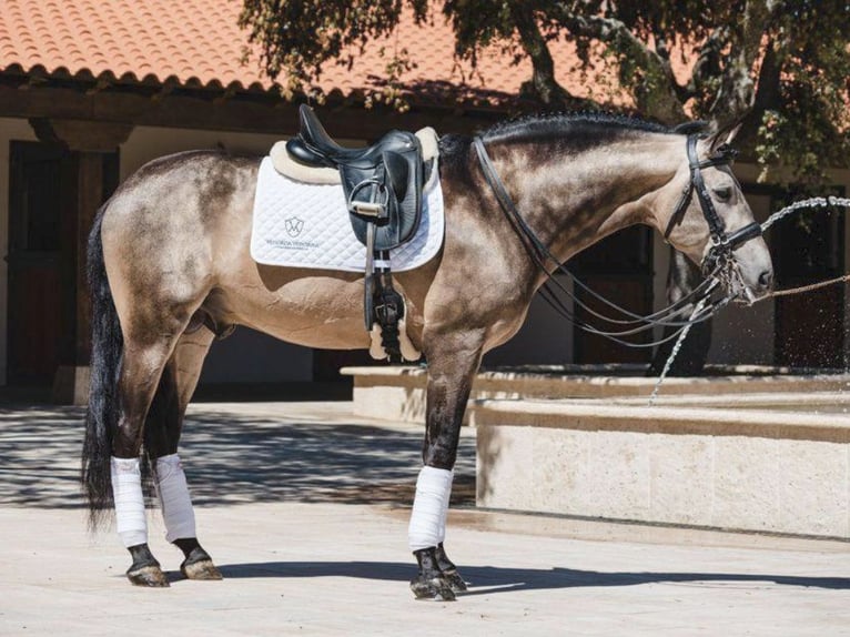 PRE Mix Hengst 10 Jaar 167 cm Buckskin in NAVAS DEL MADRONO