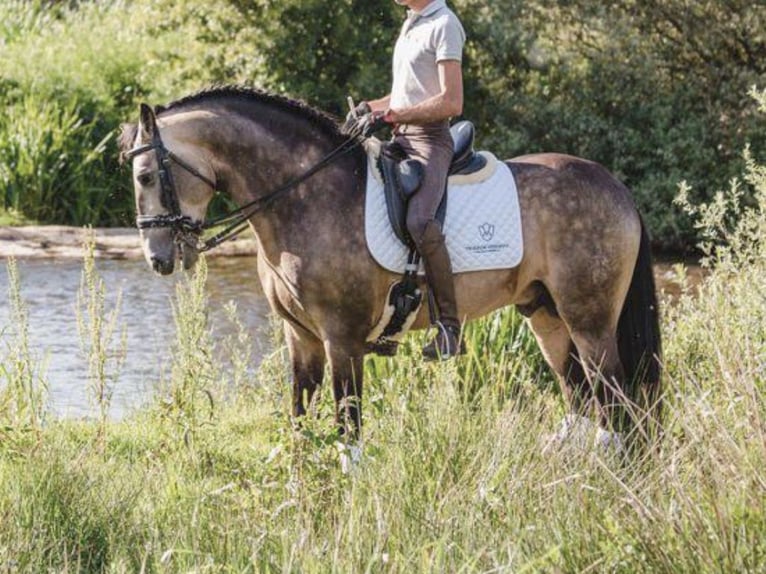 PRE Mix Hengst 10 Jaar 167 cm Buckskin in NAVAS DEL MADRONO