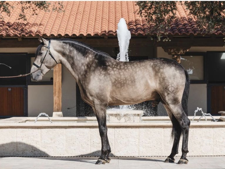 PRE Mix Hengst 10 Jaar 167 cm Buckskin in NAVAS DEL MADRONO