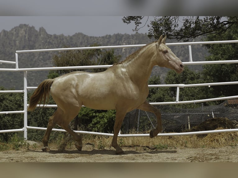 PRE Hengst 10 Jaar 167 cm Perlino in La Cabrera