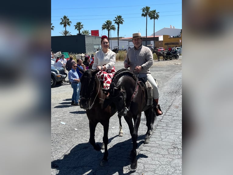 PRE Mix Hengst 10 Jaar 167 cm Zwart in Huelva