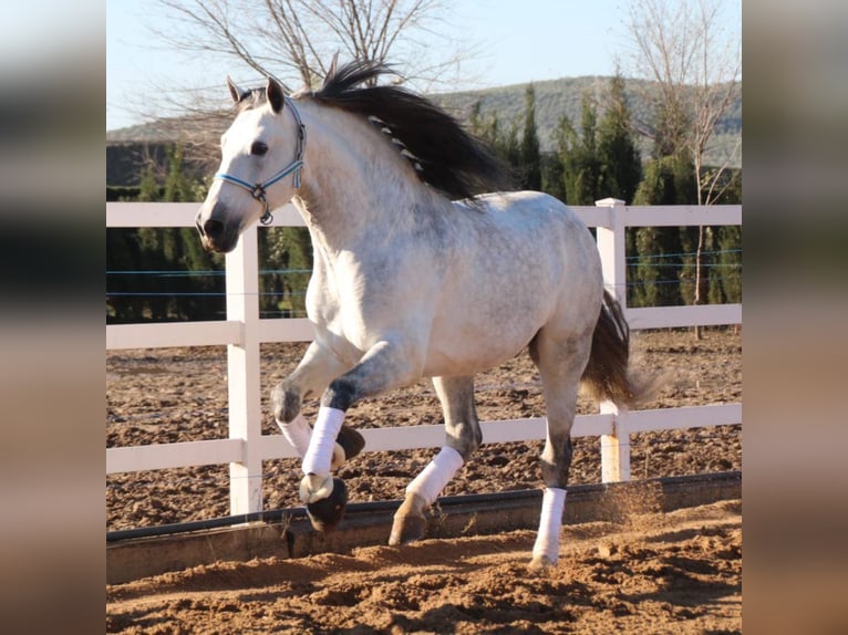 PRE Mix Hengst 10 Jaar 169 cm Schimmel in Málaga