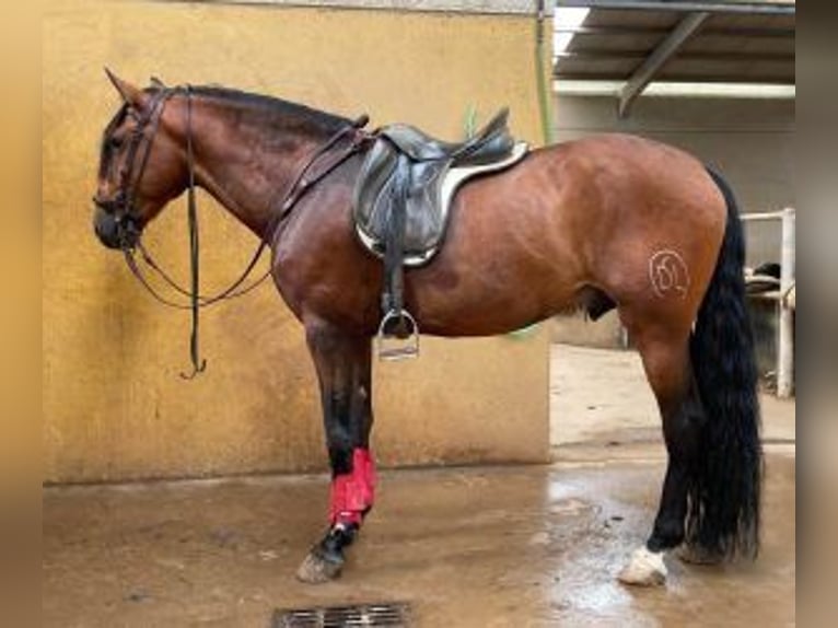 PRE Mix Hengst 10 Jaar 170 cm Roodbruin in Leon