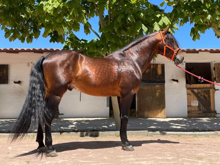 PRE Hengst 10 Jaar 171 cm Bruin in Agost