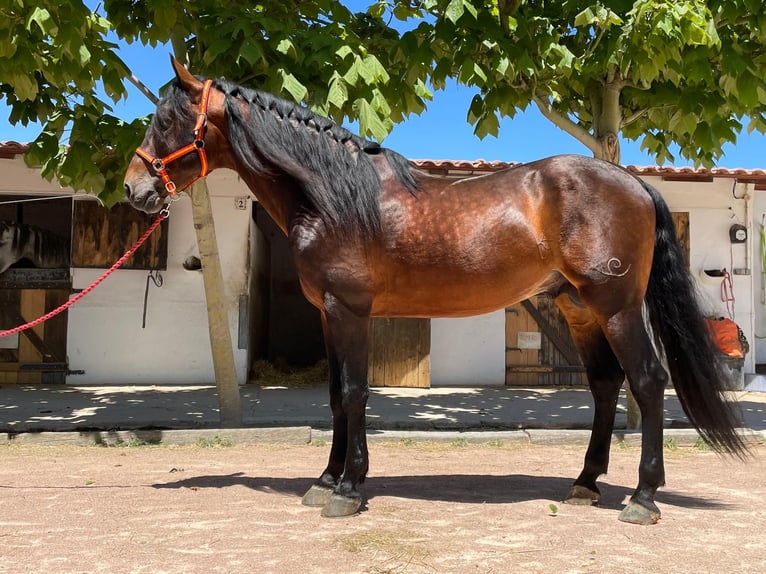 PRE Hengst 10 Jaar 171 cm Bruin in Agost