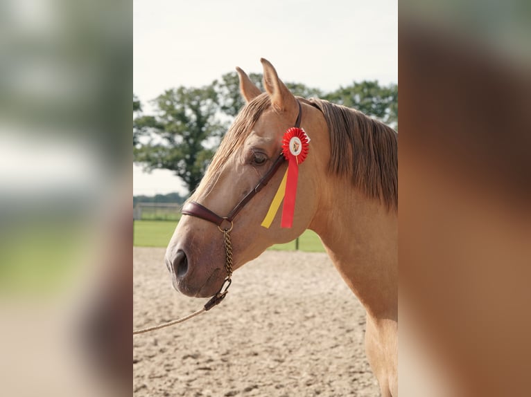 PRE Hengst 10 Jaar 171 cm Pearl in Manhay