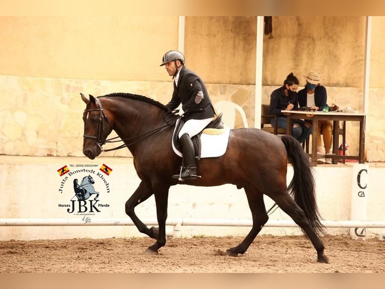 PRE Hengst 10 Jaar 172 cm Bruin in Tabernas Almeria