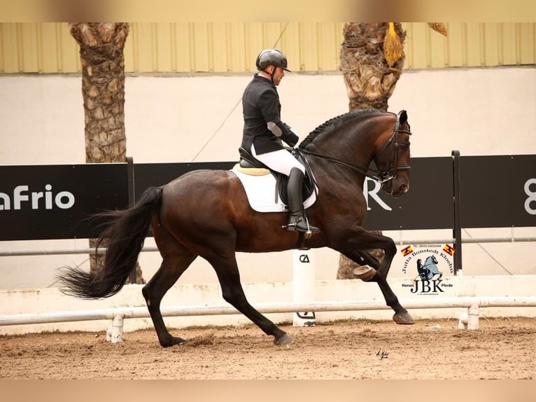 PRE Hengst 10 Jaar 172 cm Bruin in Tabernas Almeria