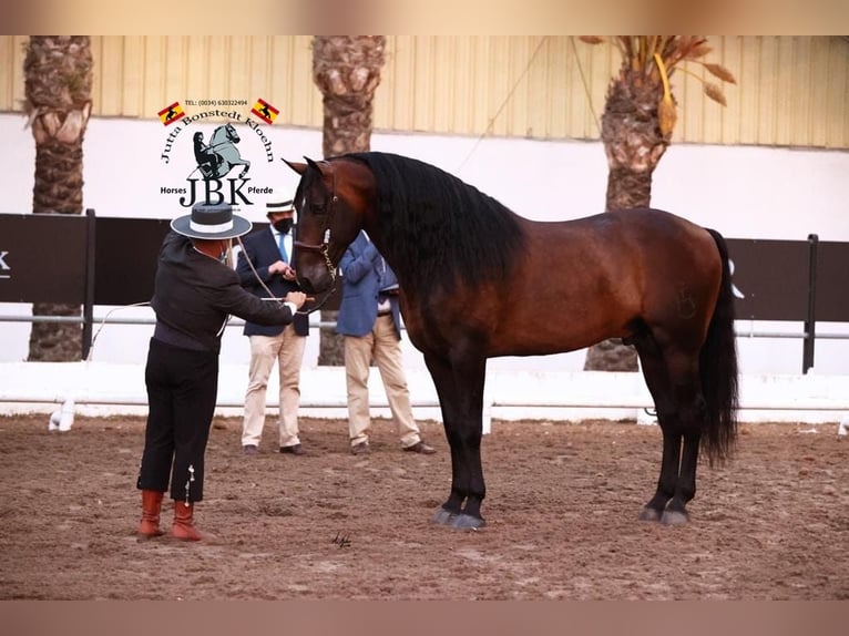 PRE Hengst 10 Jaar 172 cm Bruin in Tabernas Almeria