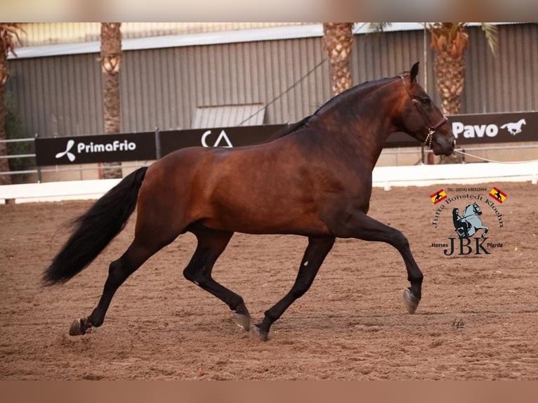 PRE Hengst 10 Jaar 172 cm Bruin in Tabernas Almeria