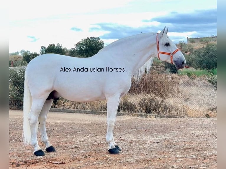 PRE Mix Hengst 10 Jaar 172 cm Wit in Sevilla