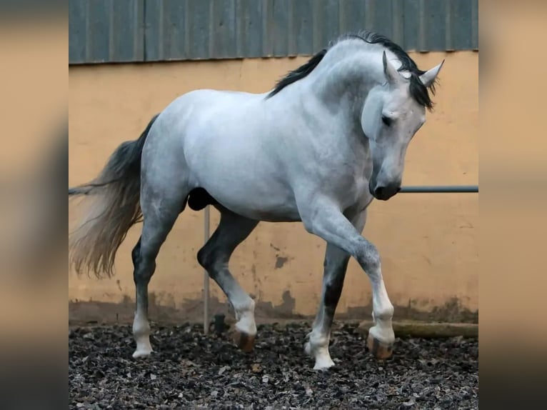 PRE Mix Hengst 10 Jaar 173 cm Schimmel in Pilas