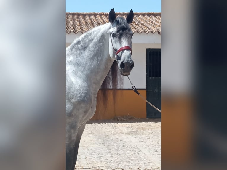 PRE Hengst 10 Jaar 177 cm Appelschimmel in Jerez De La Frontera