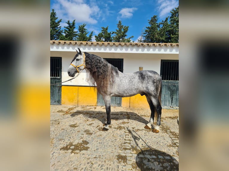 PRE Hengst 10 Jaar 177 cm Appelschimmel in Jerez De La Frontera