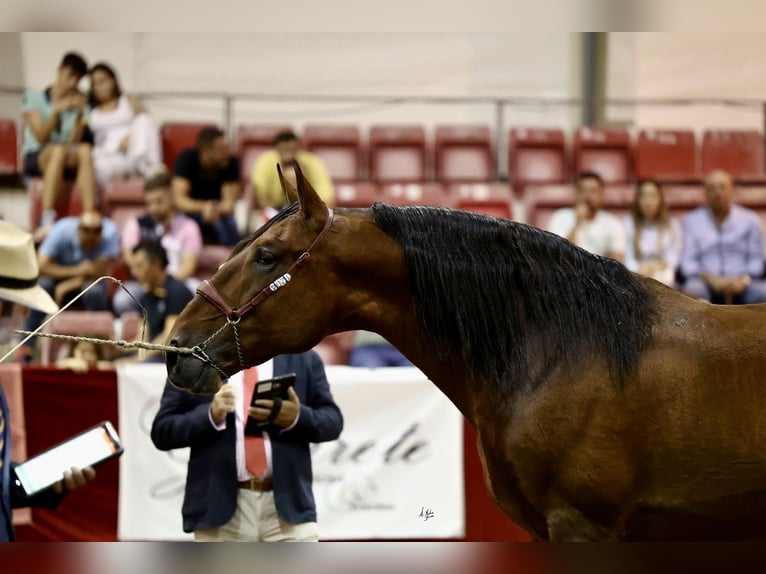 PRE Hengst 10 Jaar 177 cm Bruin in Cuevas del Almanzora