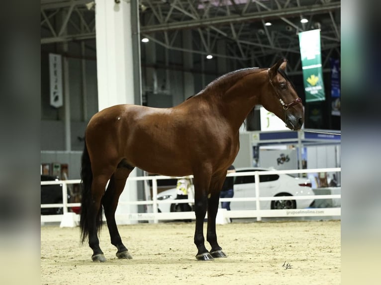 PRE Hengst 10 Jaar 177 cm Bruin in Cuevas del Almanzora