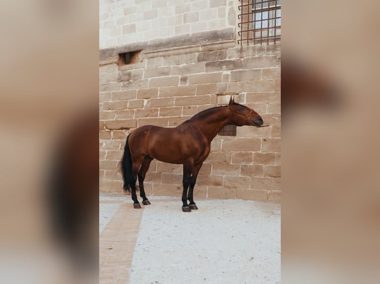 PRE Hengst 10 Jaar 177 cm Bruin in Cuevas del Almanzora