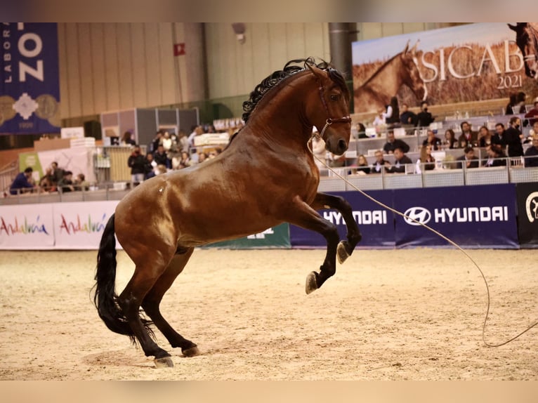 PRE Hengst 10 Jaar 177 cm Bruin in Cuevas del Almanzora