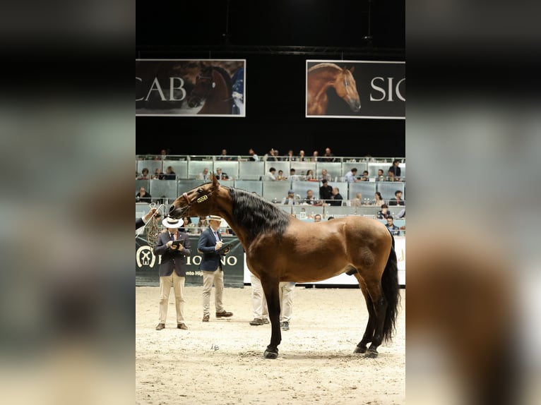 PRE Hengst 10 Jaar 177 cm Bruin in Cuevas del Almanzora