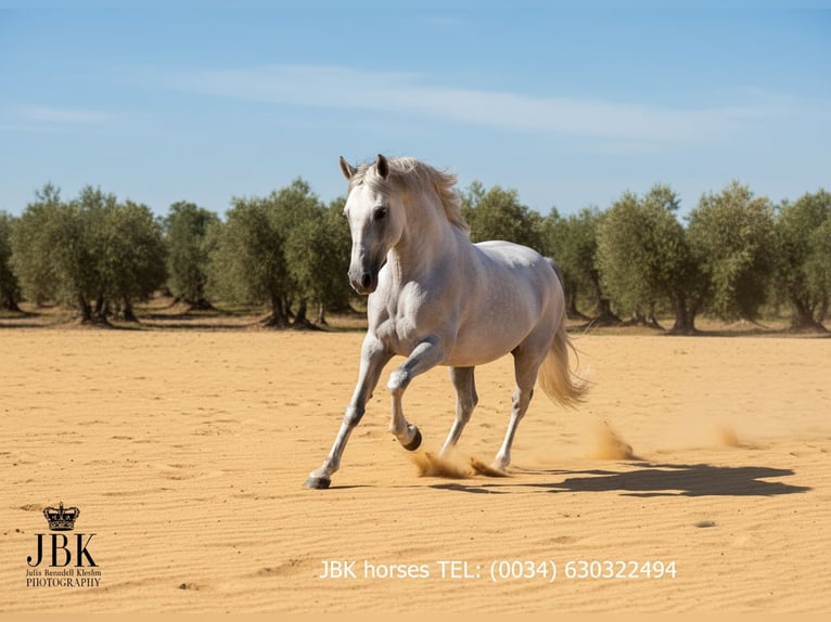 PRE Mix Hengst 10 Jahre 158 cm Schimmel in Tabernas Almeria