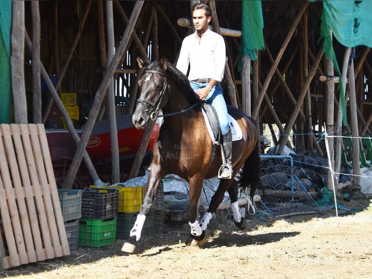 PRE Hengst 10 Jahre 160 cm Rappe in Provinz Granada