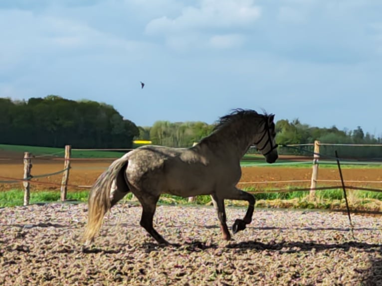 PRE Mix Hengst 10 Jahre 160 cm Schimmel in Le V&#xE9;zier