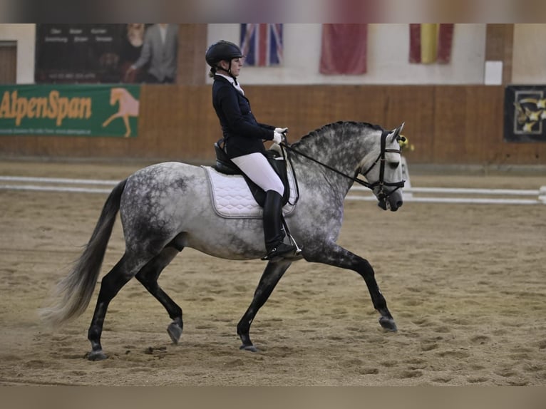 PRE Mix Hengst 10 Jahre 161 cm Apfelschimmel in Jaidhof