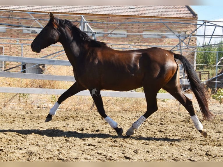 PRE Hengst 10 Jahre 162 cm Rappe in Provinz Granada