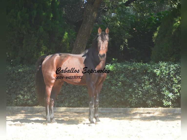 PRE Mix Hengst 10 Jahre 165 cm Brauner in Vejer de la Frontera