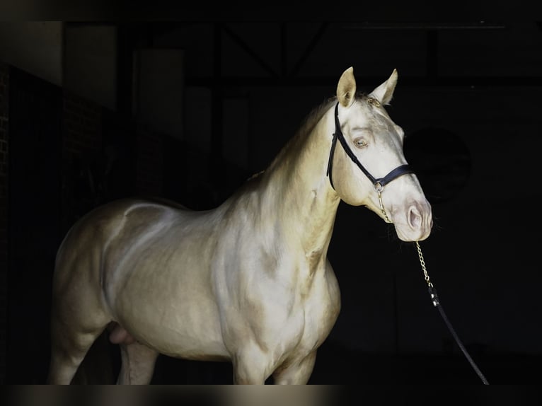 PRE Mix Hengst 10 Jahre 167 cm Perlino in La Cabrera