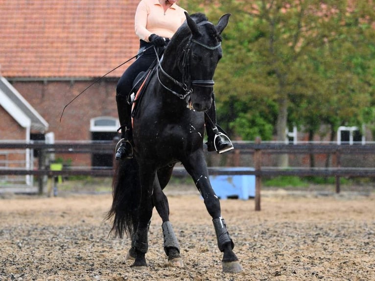 PRE Mix Hengst 10 Jahre 168 cm Rappe in Navas Del Madro&#xF1;o