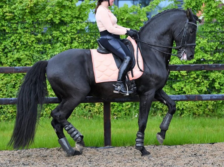 PRE Mix Hengst 10 Jahre 168 cm Rappe in Navas Del Madro&#xF1;o