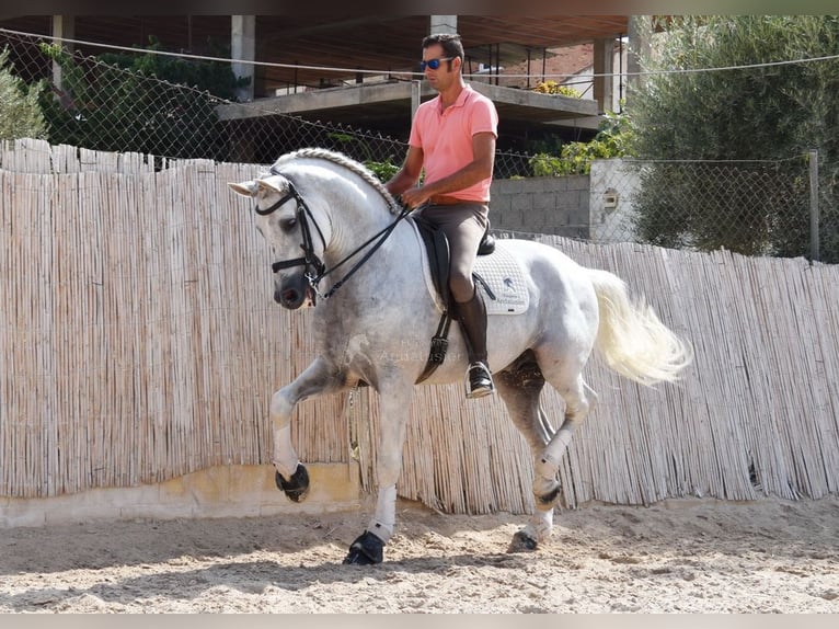 PRE Hengst 10 Jahre 168 cm Schimmel in Provinz Malaga