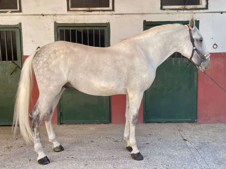PRE Hengst 10 Jahre 170 cm Schimmel in Granada