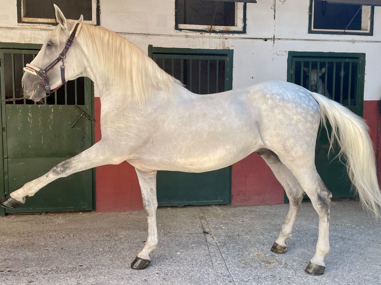 PRE Hengst 10 Jahre 170 cm Schimmel in Granada