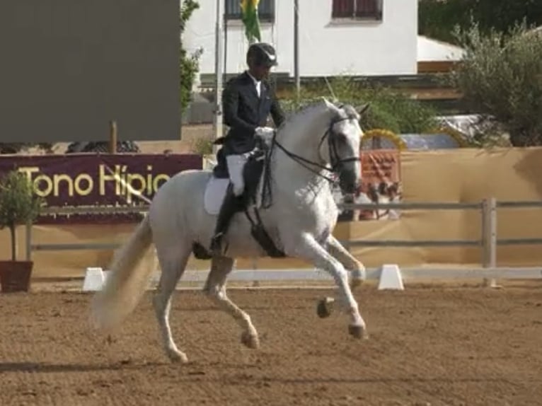 PRE Mix Hengst 10 Jahre 170 cm White in Coin