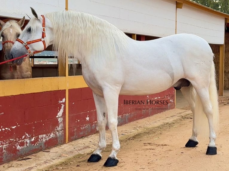 PRE Mix Hengst 10 Jahre 171 cm Schimmel in Navas Del Madroño