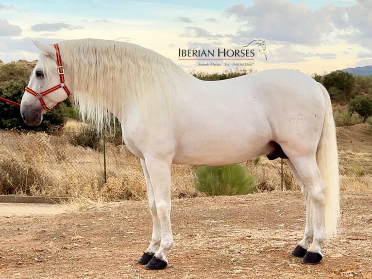 PRE Mix Hengst 10 Jahre 171 cm Schimmel in Navas Del Madroño