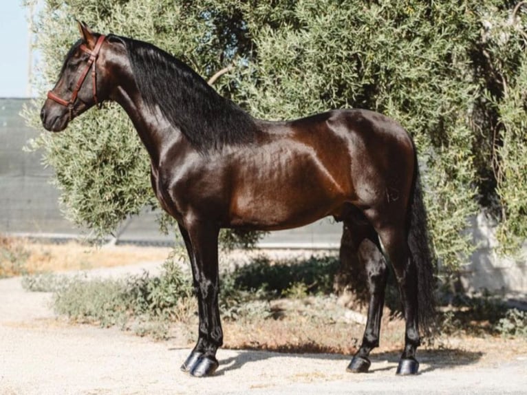 PRE Mix Hengst 10 Jahre 173 cm Brauner in Navas Del Madroño