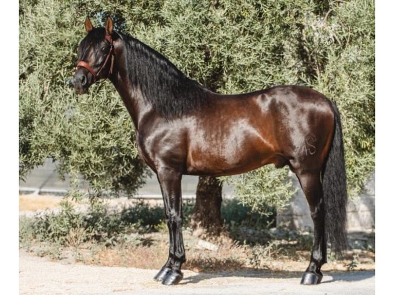 PRE Mix Hengst 10 Jahre 173 cm Brauner in Navas Del Madroño