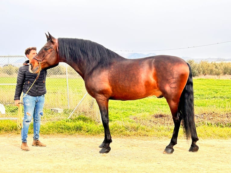 PRE Mix Hengst 10 Jahre 174 cm Brauner in Rafelguaraf