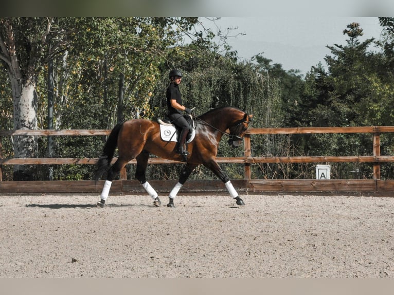 PRE Hengst 10 Jahre 174 cm Dunkelbrauner in ALBACETE