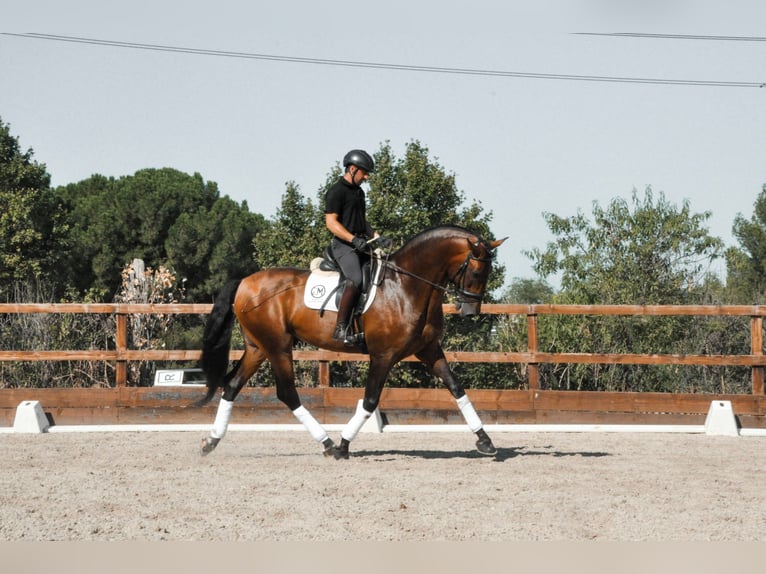 PRE Hengst 10 Jahre 174 cm Dunkelbrauner in ALBACETE