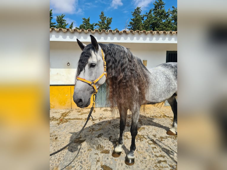 PRE Hengst 10 Jahre 177 cm Apfelschimmel in Jerez De La Frontera