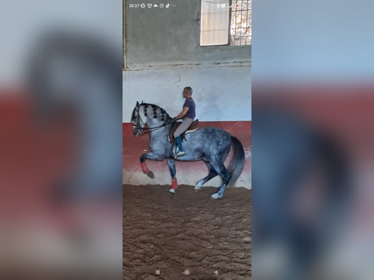 PRE Hengst 10 Jahre 177 cm Apfelschimmel in Jerez De La Frontera