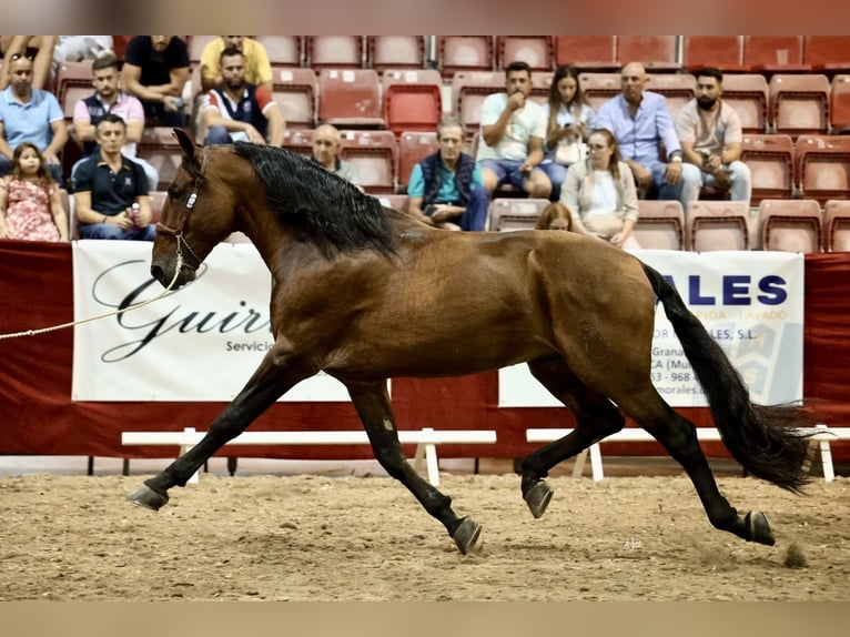 PRE Hengst 10 Jahre 177 cm Brauner in Cuevas del Almanzora