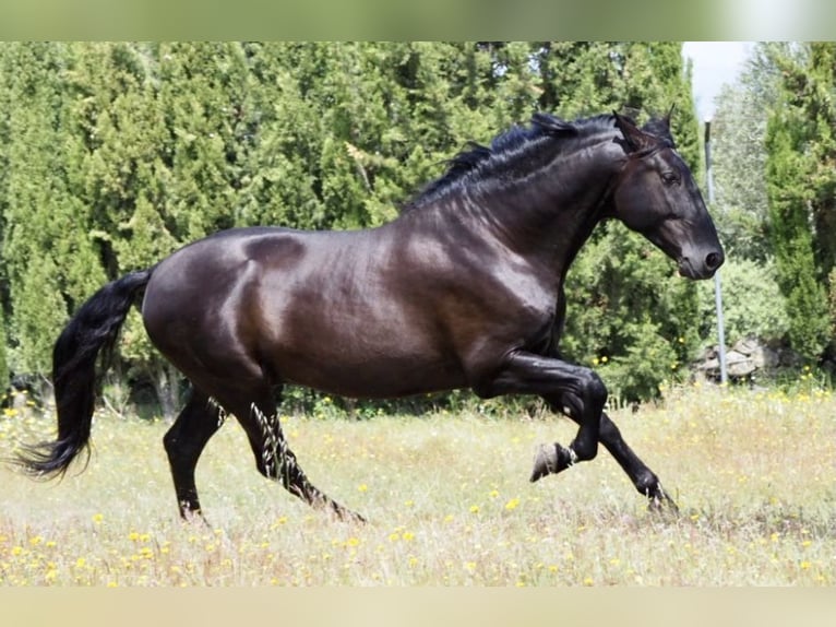 PRE Mix Hengst 10 Jahre 179 cm Rappe in Talavera De La Reina