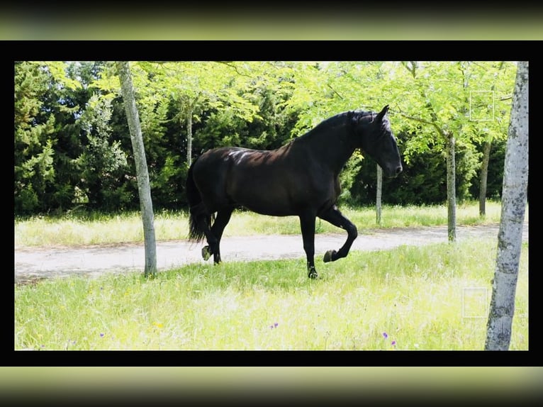 PRE Mix Hengst 10 Jahre 179 cm Rappe in Talavera De La Reina